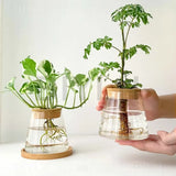 Hydroponic Glass Planters