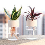 Hydroponic Glass Flower Pot