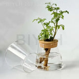 Hydroponic Glass Planters
