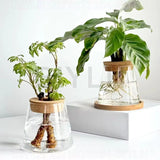 Hydroponic Glass Planters