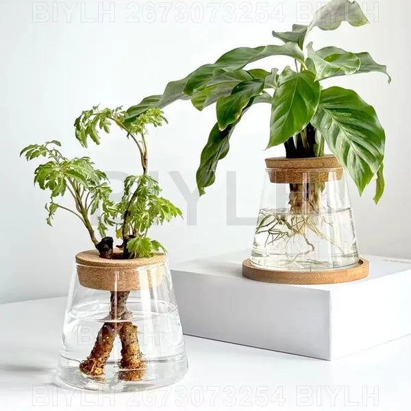Hydroponic Glass Planters