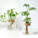 Hydroponic Glass Planters