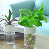 Hydroponic Glass Flower Pot